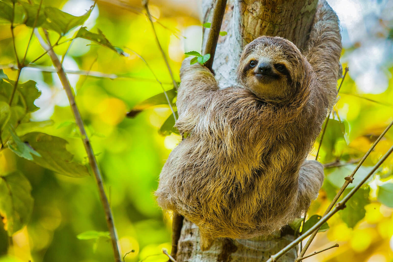 Sloth at Arenal Volcano National Park