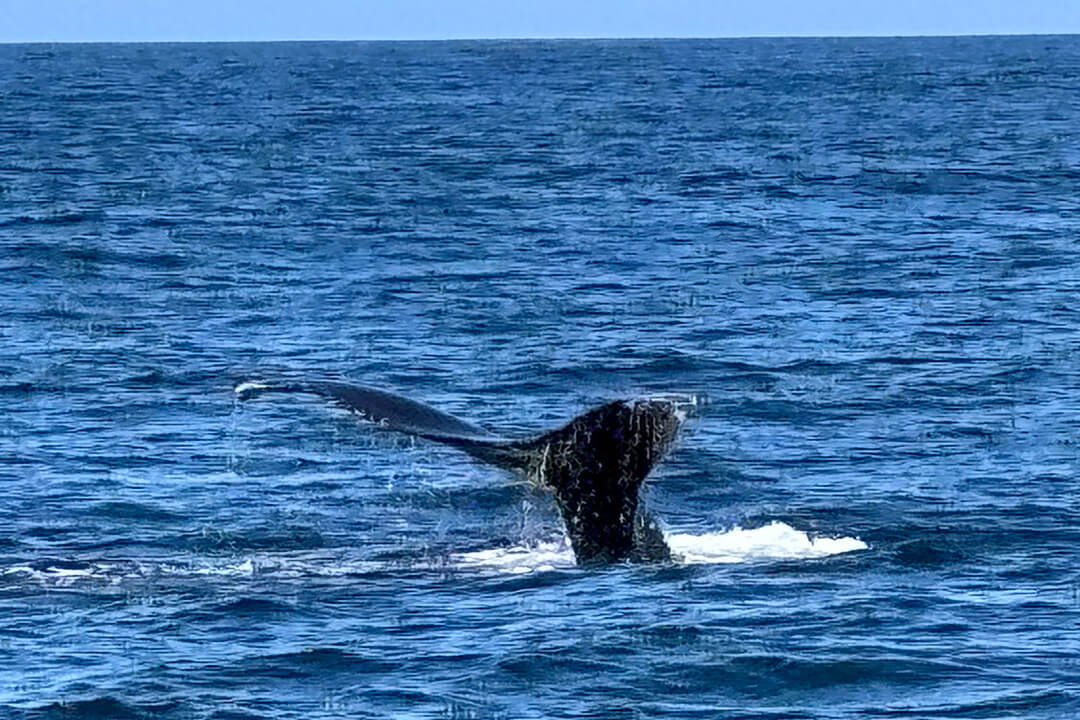 Whale-Watching Cruise