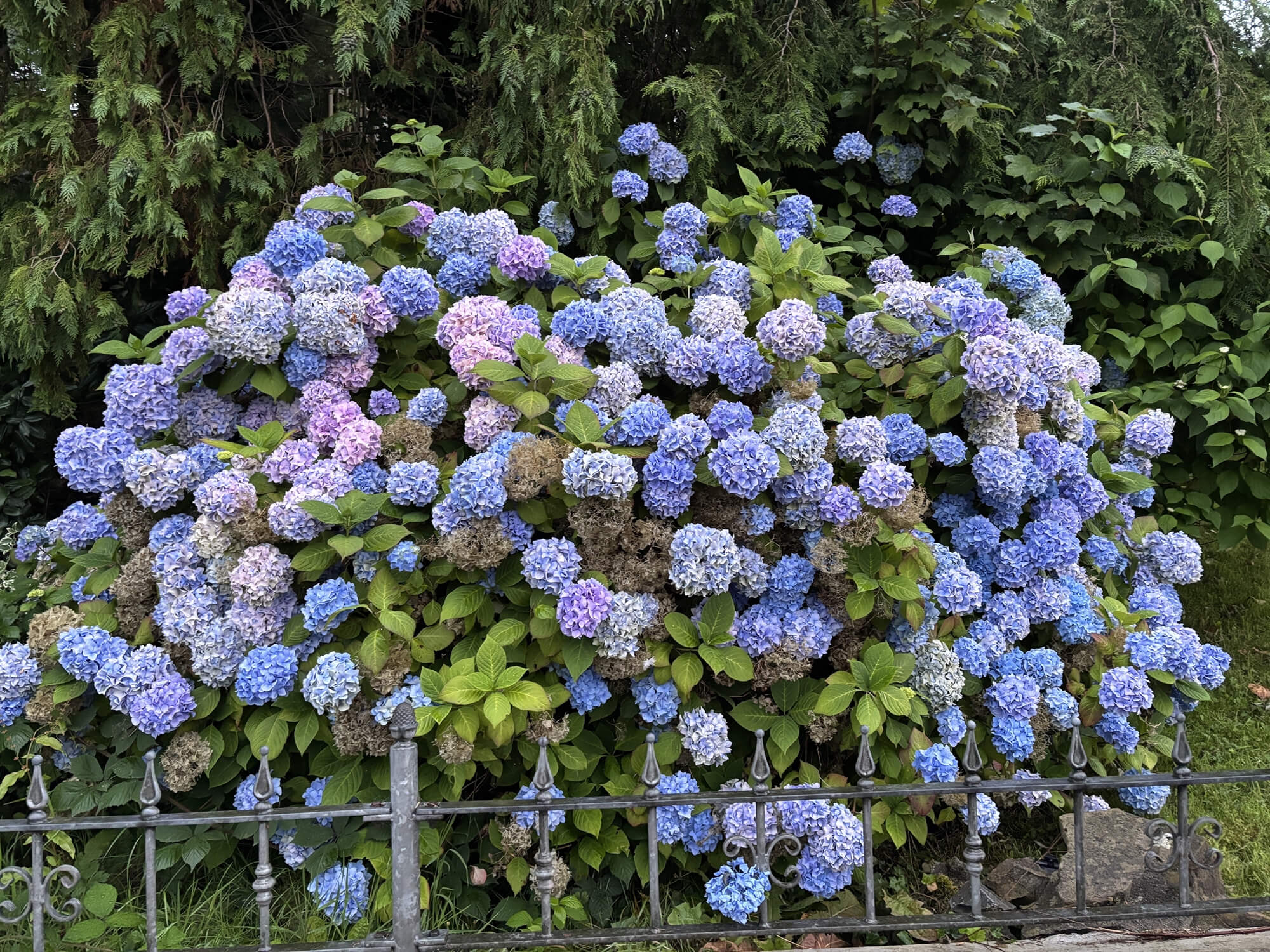 Guest photo of flowers in Scotland