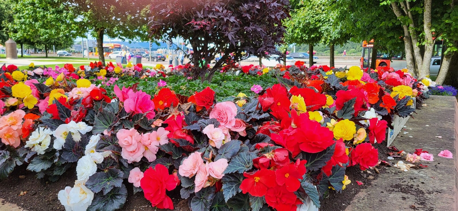 Holiday Vacations guest photo of flowers in Scotland