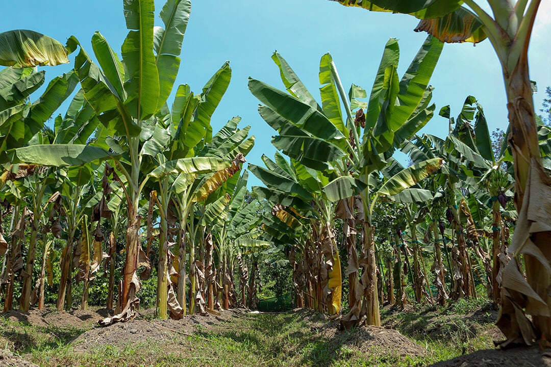 Amazon Rainforest