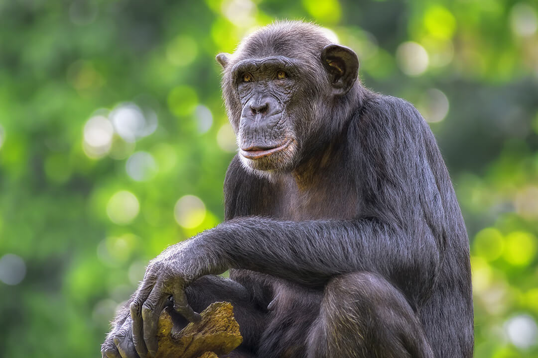 Jane Goodall’s Chimpanzee Sanctuary