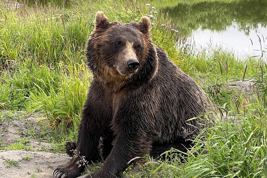 Alaska Wildlife Conservation Center