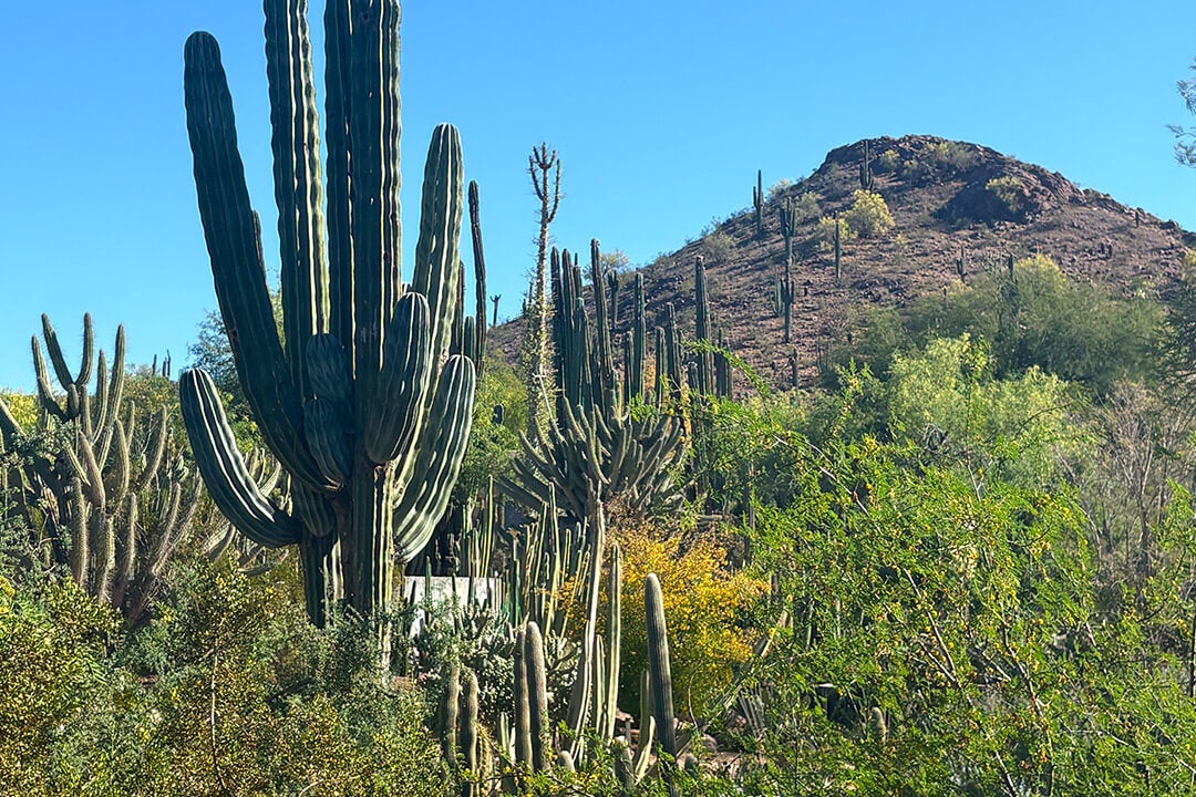 Desert Botanical Garden